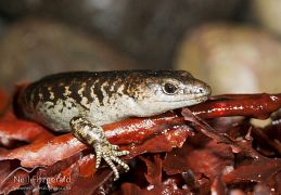 Egg-laying skink
