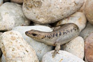 Suter's (egg-laying) skink