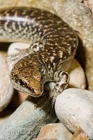Suter's (egg-laying) skink