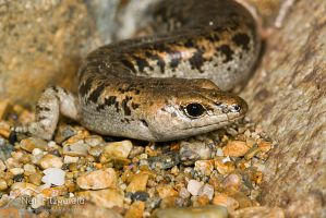 Suter's (egg-laying) skink
