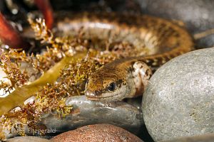 Suter's skink