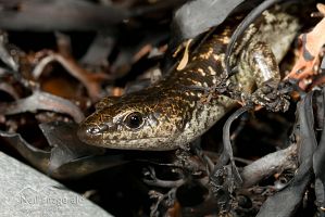 Suter's skink