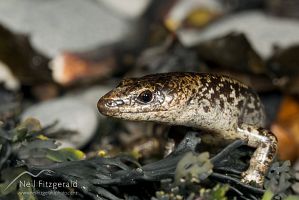 Suter's skink