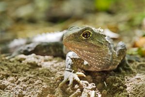 Tuatara
