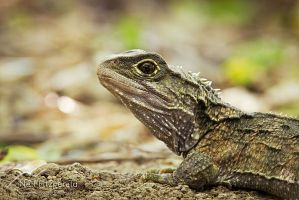 Tuatara