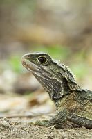 Tuatara