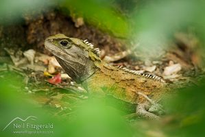 Tuatara