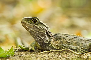 Tuatara