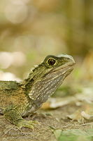 Tuatara