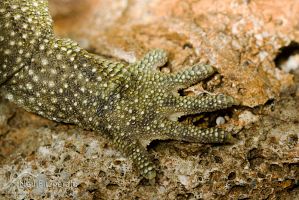 Tuatara
