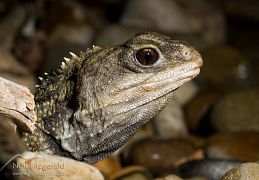 Tuatara