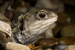 Tuatara