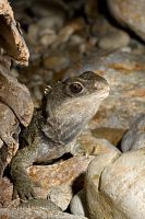 Tuatara