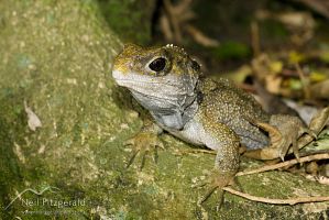 Tuatara