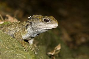 Tuatara