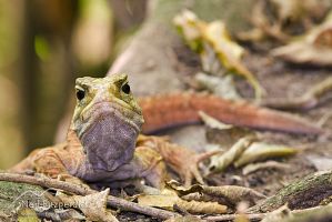 Tuatara