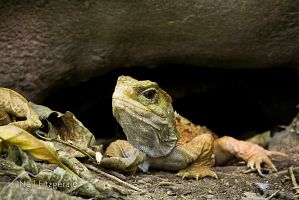 Tuatara