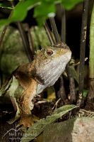 Tuatara