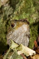 Tuatara