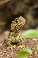 Tuatara