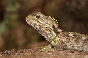 Tuatara