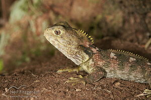 Tuatara