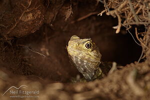 Tuatara
