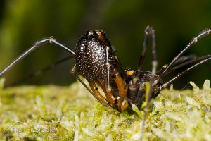 Harvestman