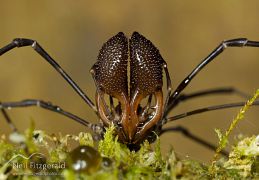 Harvestmen