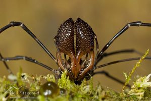 Harvestman