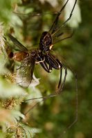 Long-legged harvestman