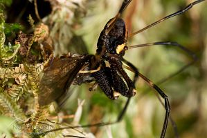 Long-legged harvestman