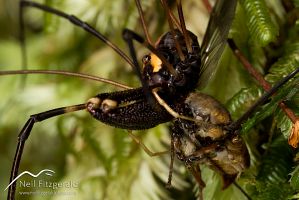 Long-legged harvestman