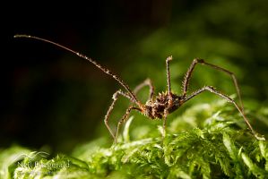 Short-legged harvestman