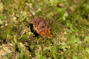 Short-legged harvestman