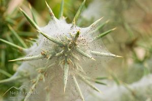 Gorse spider mite