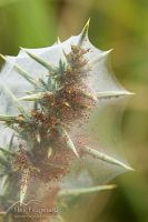 Gorse spider mite