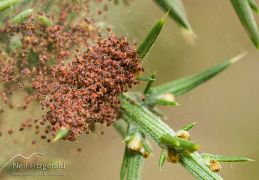 Mites