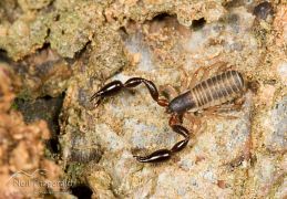 Pseudoscorpions