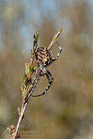 Broun's Marbled Orb-Weaver