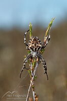 Broun's Marbled Orb-Weaver