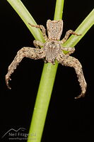 Crab spider