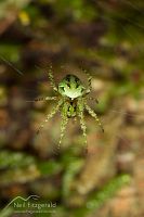 Cryptic orb weaver