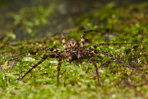 Spider