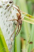Nursery web spider