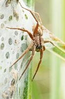 Nursery web spider