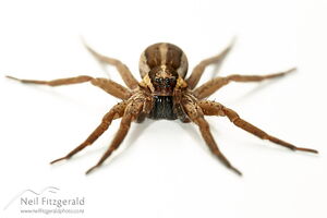 Nursery web spider