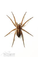 Nursery web spider