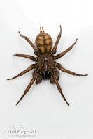 Banded tunnelweb spider 