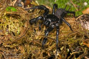 Tunnelweb spider